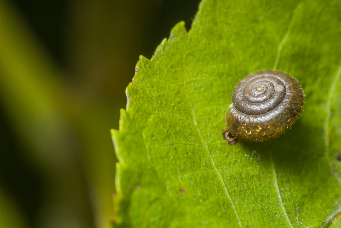 Bava di lumaca: perché funziona, quali prodotti scegliere e come usarla
